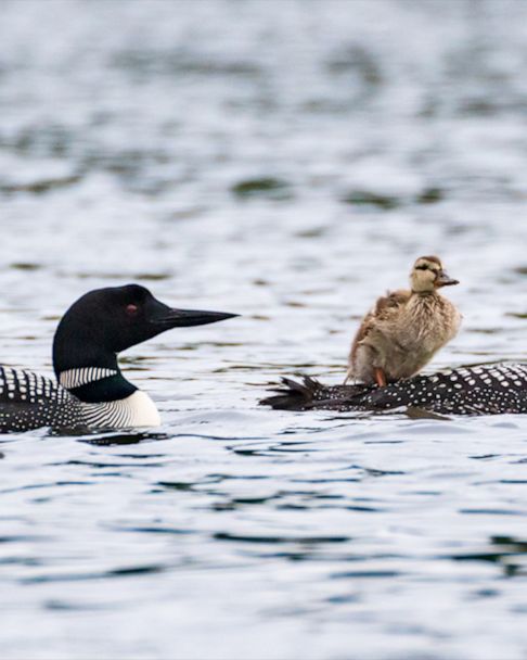 Young loon reunites with mother on Twin Cities lake after rescue from fishing  litter - Bring Me The News