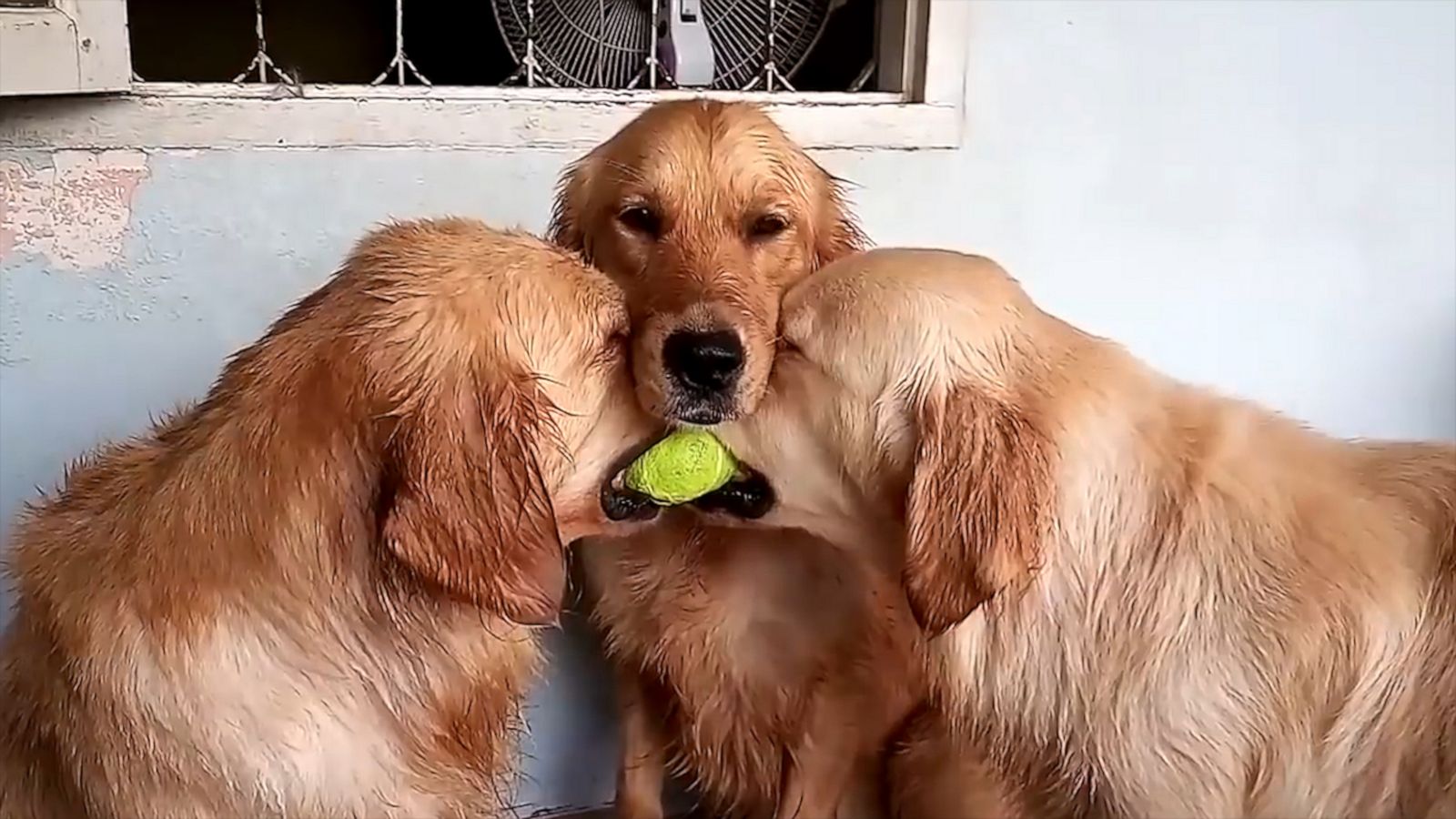 VIDEO: Two Golden Retrievers fight over a tennis ball and a third just wants them to get along