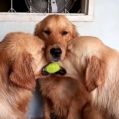 VIDEO: Two Golden Retrievers fight over a tennis ball and a third just wants them to get along 