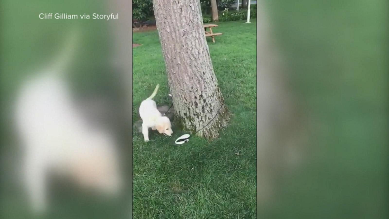 VIDEO: Dog chases retractable leash around a tree