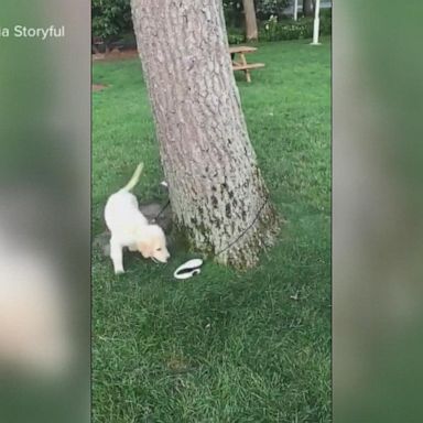 VIDEO: Dog chases retractable leash around a tree