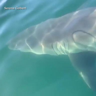 PHOTO: VIDEO: Shark sightings spark big business on Cape Cod 