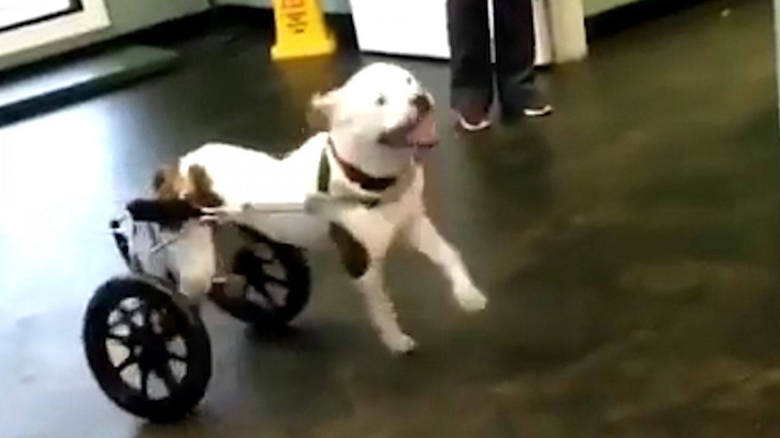 VIDEO: This dog ran in her wheelchair for the first time and she can't control her excitement?