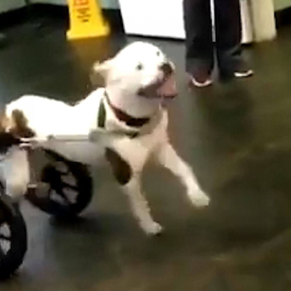 VIDEO: This dog ran in her wheelchair for the first time and she can't control her excitement? 