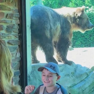 VIDEO: Bear seen scratching an itch goes viral