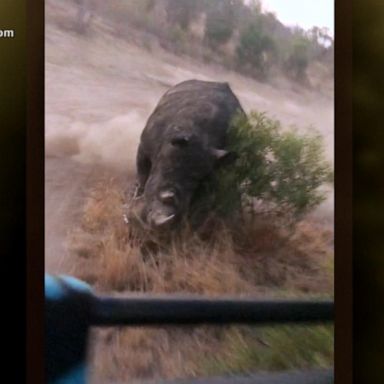 VIDEO: Rhino gives chase to tourists on safari