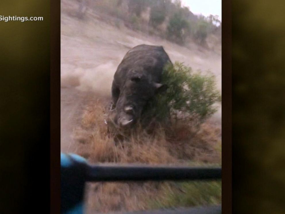 VIDEO: Rhino gives chase to tourists on safari