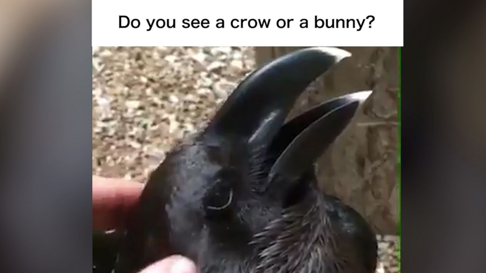 VIDEO: Is this a bunny or a raven?