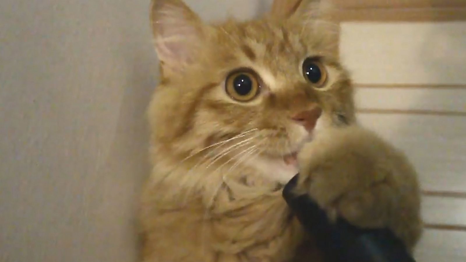 VIDEO: Cat is obsessed with the vacuum