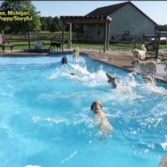Dogs play at the pool to beat the summer heat