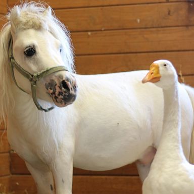 VIDEO: This horse and goose are BFFs who must be adopted 