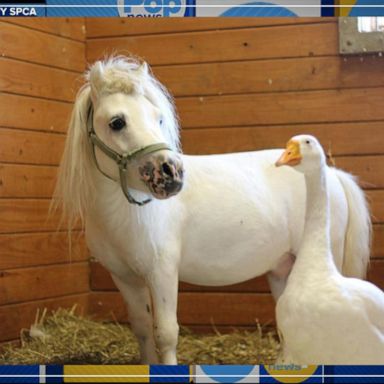 VIDEO: Miniature horse and goose are best buds