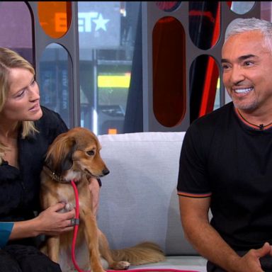 VIDEO: Cesar Millan reveals the biggest mistake dog owners make