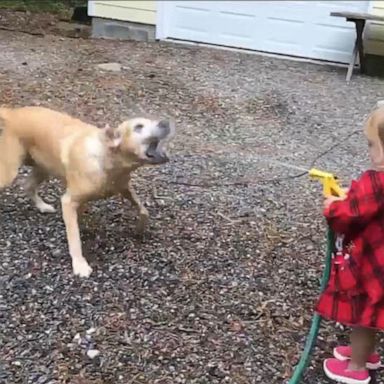 VIDEO: This 2-year-old playing with her dog is pure joy 