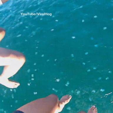 PHOTO: VIDEO: Parasailers look down on sea of beautiful jellyfish