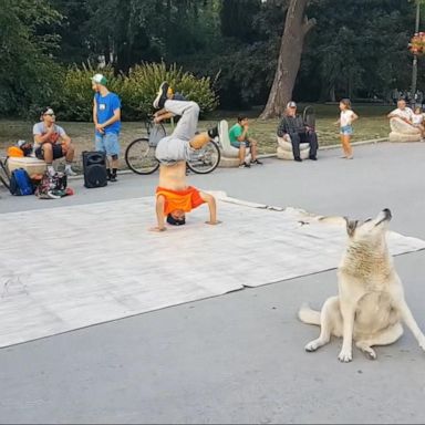 VIDEO: 'GMA' Hot List: Dog steals the show by imitating breakdancers at park