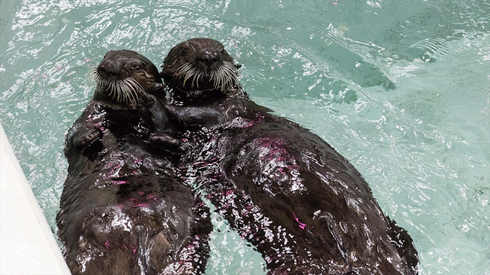 VIDEO: These 2 adorable rescued sea otter pups need names