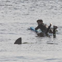 Surfer who was swimming just feet away from a great white shark shares his story