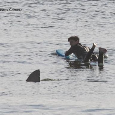 VIDEO: Surfer who was swimming just feet away from a great white shark shares his story