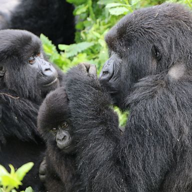 VIDEO: The ultimate bucket list adventure: Trekking to see the mountain gorillas of Rwanda 