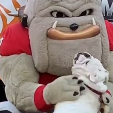 VIDEO: Bulldog so excited to meet his twinning mascot 