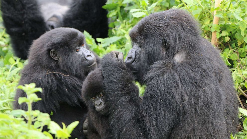 VIDEO: The ultimate bucket list adventure: Trekking to see the mountain gorillas of Rwanda 