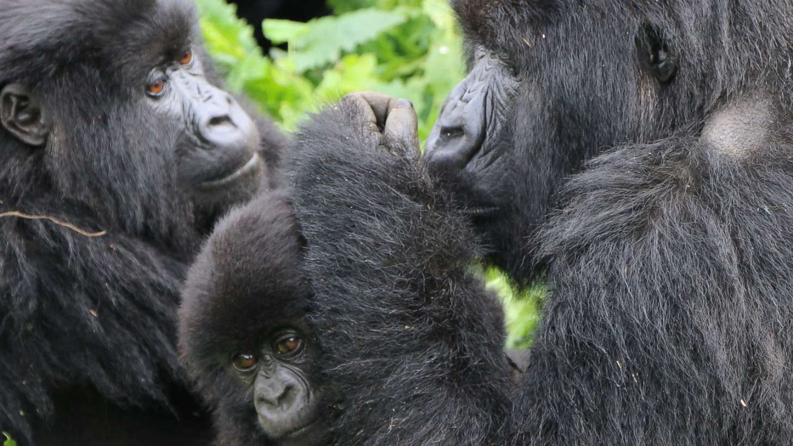 PHOTO: Trekking to see the mountain gorillas of Rwanda.