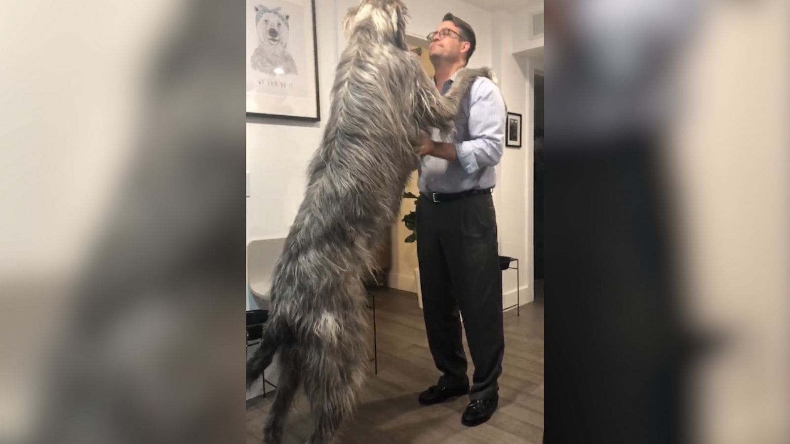 VIDEO: Irish wolfhound gives his 6 foot tall dad a giant hug