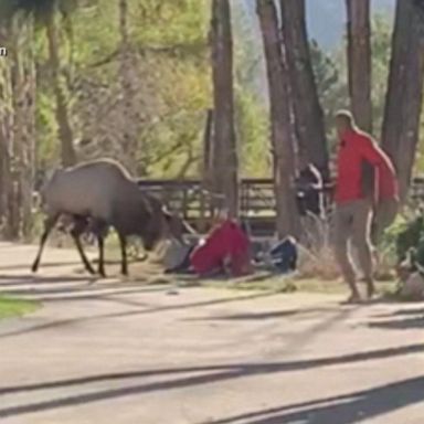 VIDEO: Terrifying video shows elk charging crowd