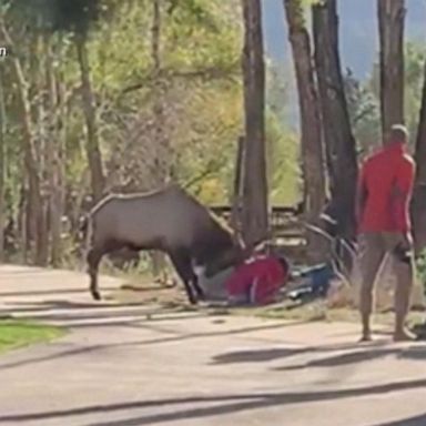 VIDEO: Elk charges visitors at US national park