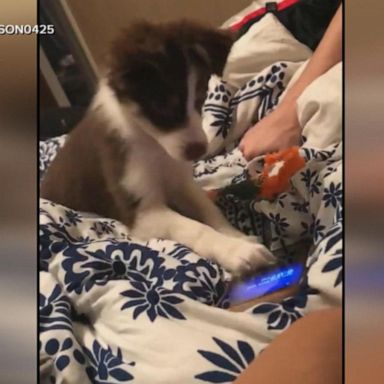 VIDEO: Dog caught on camera hitting the snooze button