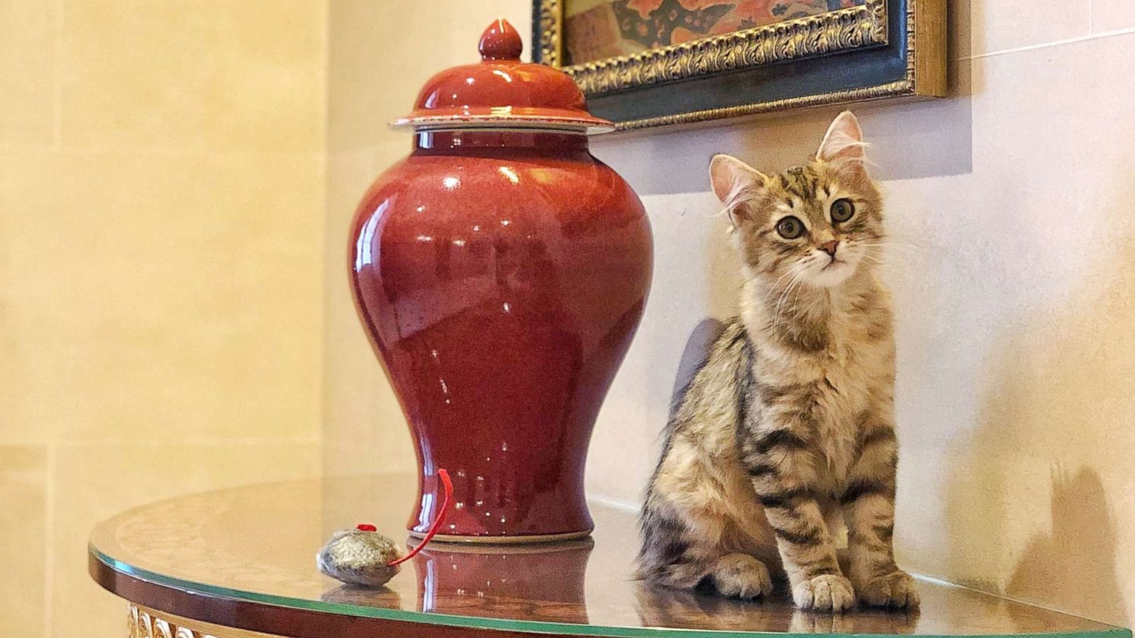 PHOTO: The Lanesborough London has a new resident cat.