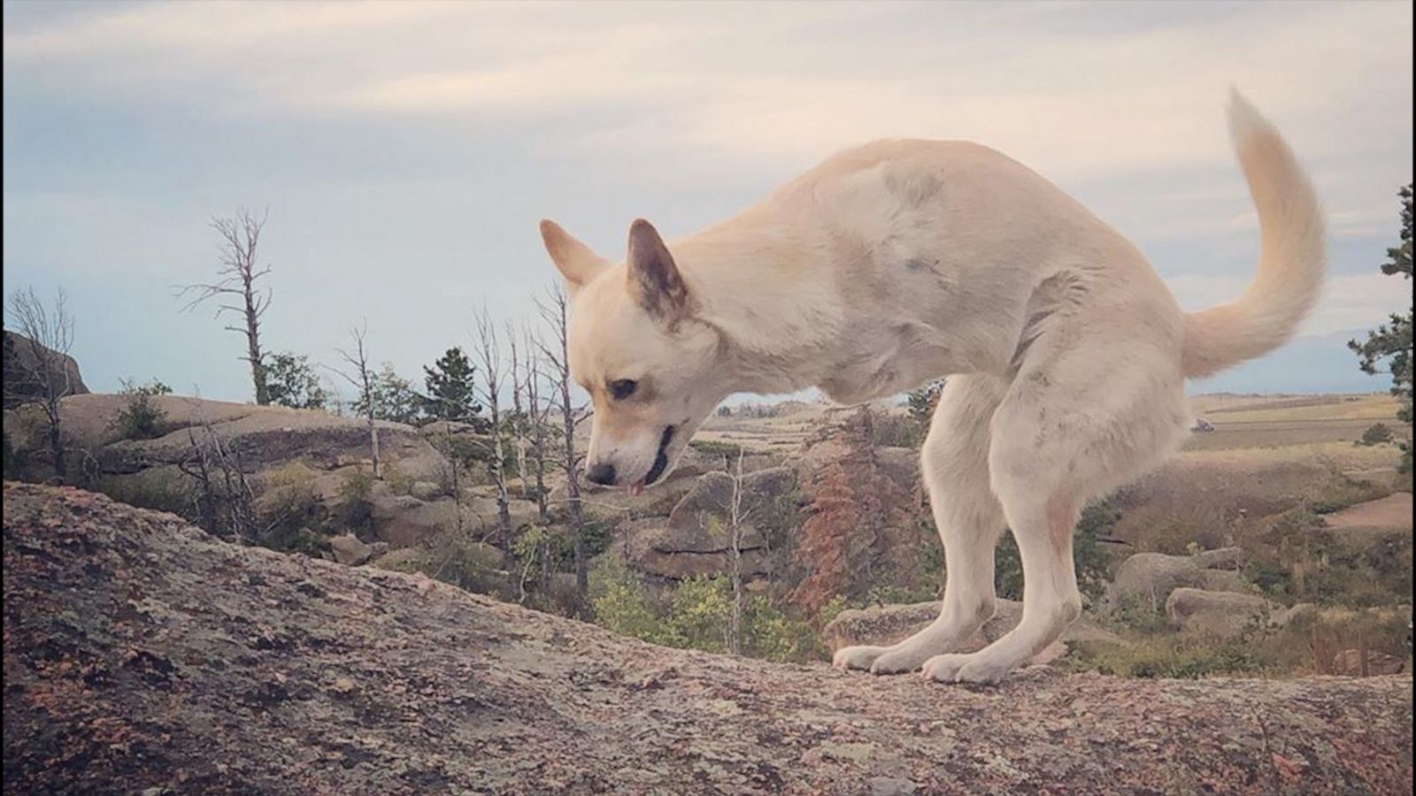 VIDEO: Two-legged dog looks just like a baby kangaroo