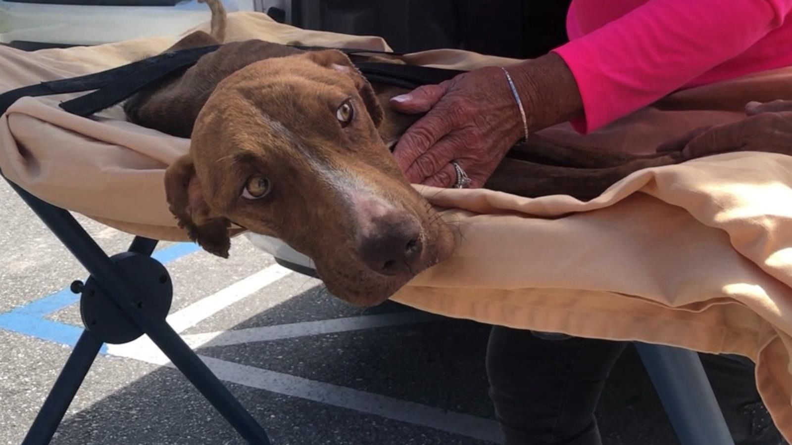 VIDEO: Dog nearly crushed under collapsed building found alive