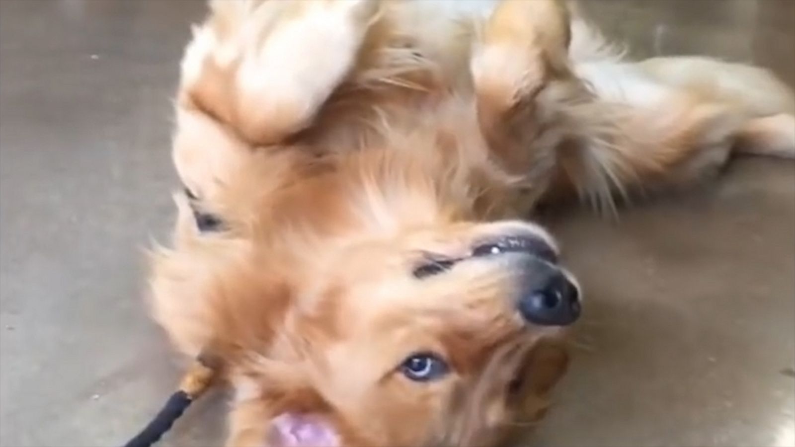 VIDEO: Golden Retriever does not want to leave the pet store