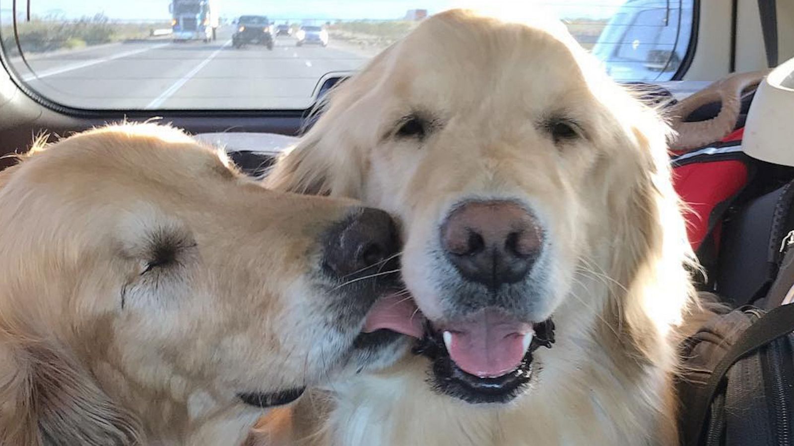 VIDEO: This blind dog has his very own guide dog