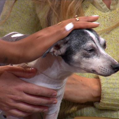 VIDEO: Incredible dog reunion after 12 years apart