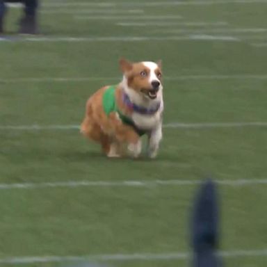 VIDEO: Corgi race steals the show at NFL game