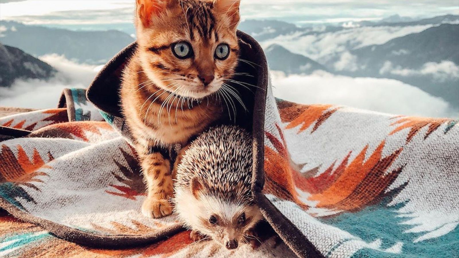 VIDEO: Cutest hedgehog on the internet has a cat BFF