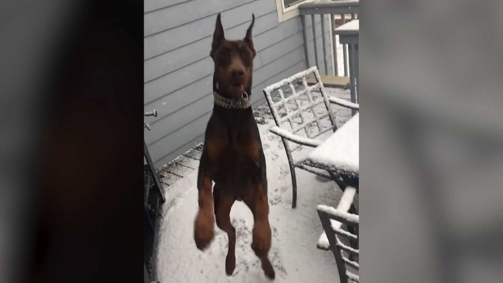 VIDEO: This Colorado Doberman really tried to catch all the snow