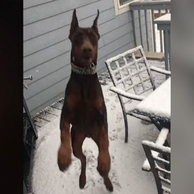 VIDEO: This Colorado Doberman really tried to catch all the snow