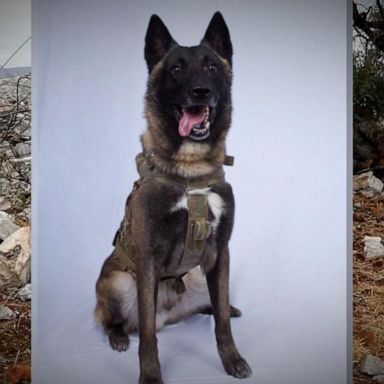 VIDEO: Hero dog who helped take down ISIS leader from elite K-9 group