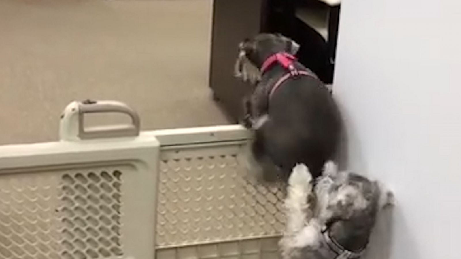 VIDEO: Dog helps puppy escape pet gate by lending a helping paw