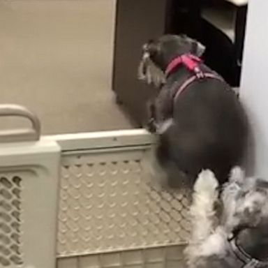 VIDEO: Dog helps puppy escape pet gate by lending a helping paw 