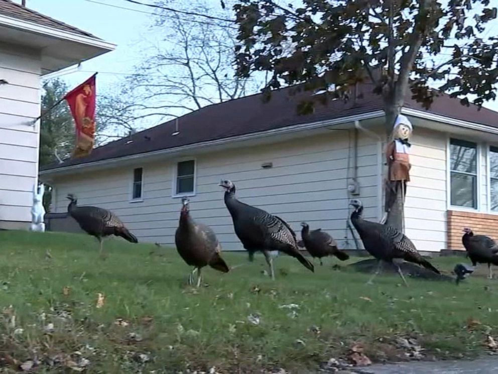 Todd Frazier: I'm being terrorized by Toms River turkeys