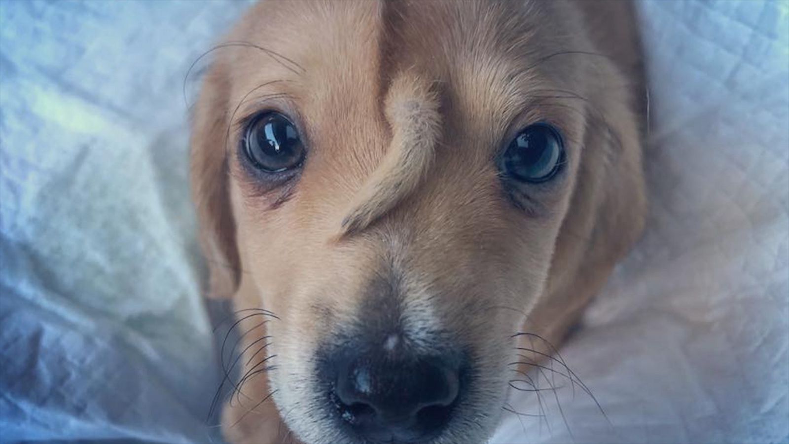 VIDEO: Rescue puppy named Narwhal has a tail on his forehead and is 'perfectly healthy'