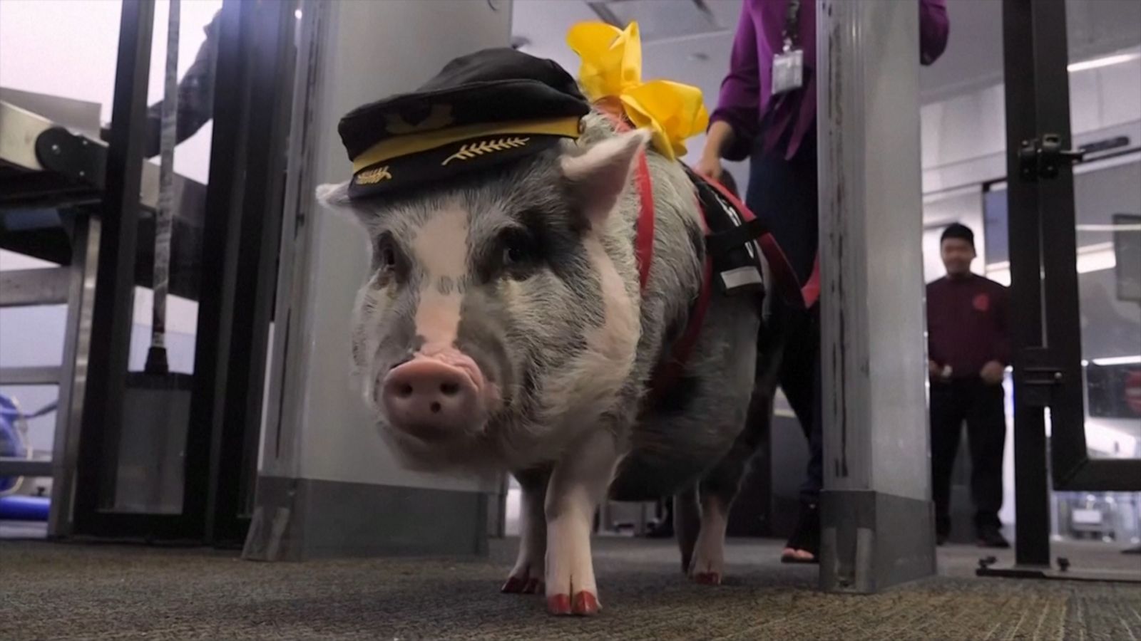 VIDEO: Meet the airport therapy pig hogging the attention at San Francisco International