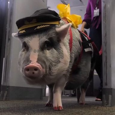 VIDEO: Meet the airport therapy pig hogging the attention at San Francisco International