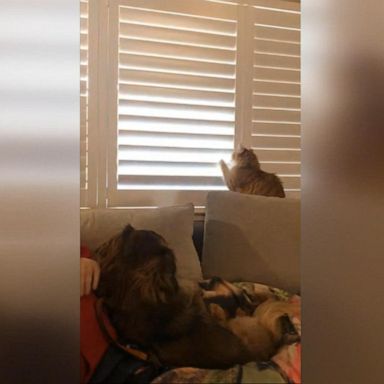 VIDEO: Cat battles owner over window blinds