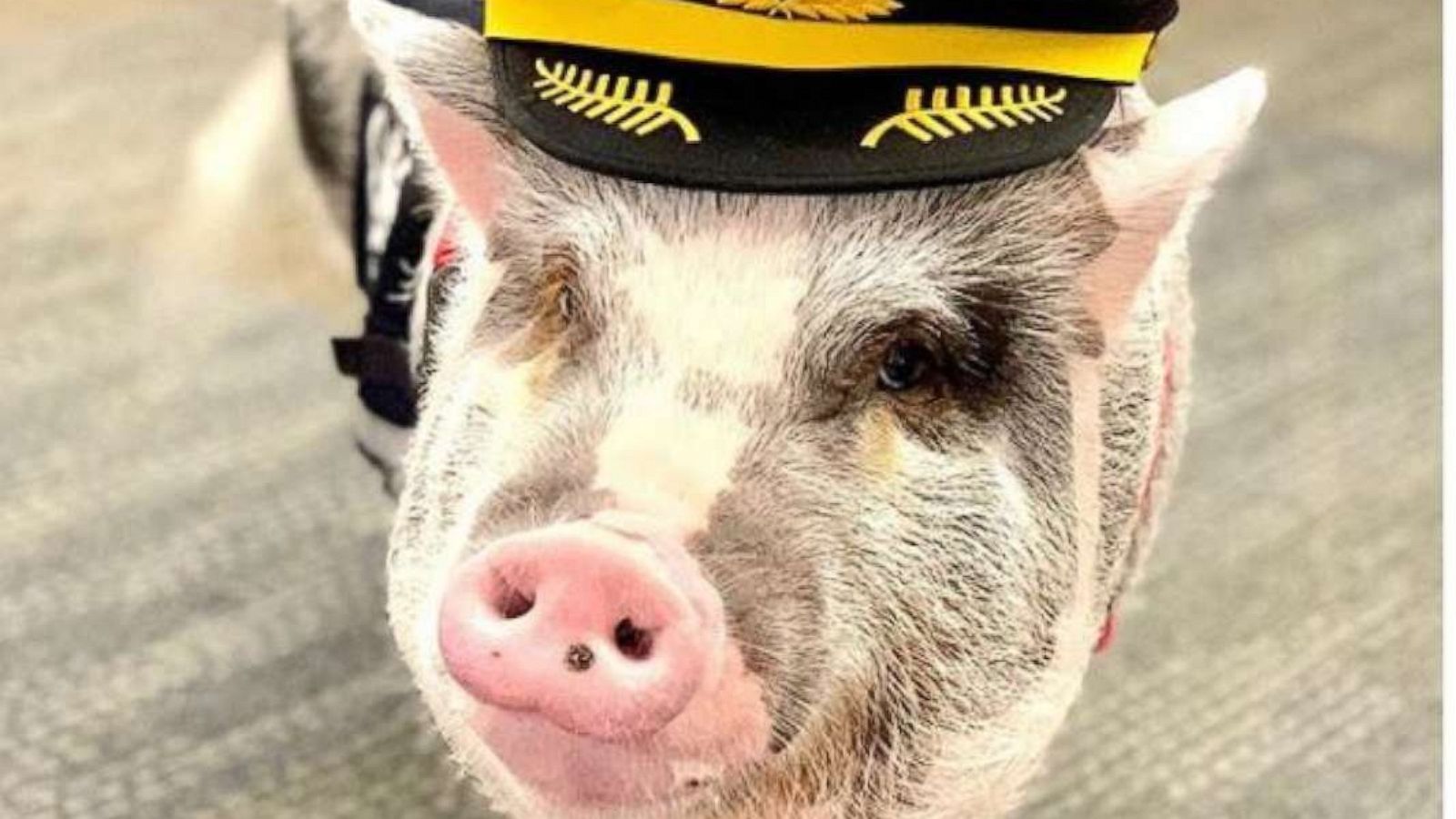 PHOTO: Lilou is the world's first airport therapy pig.